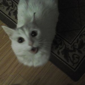 Meet your Posher, Karen